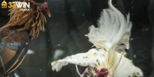 Bảo mật thông tin người chơi khi tham gia
